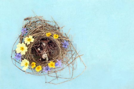 Blue tit bird nest with cracked shells and  Spring bluebell, cowslip and primula flowers on mottled blue background. Spring wild nature flown the nest concept.