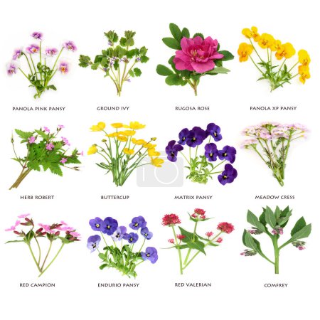 Edible British flowers and wildflowers large collection. Floral health food for garnish, seasoning, decoration and natural herbal medicine. Spring summer flora on white with titles.