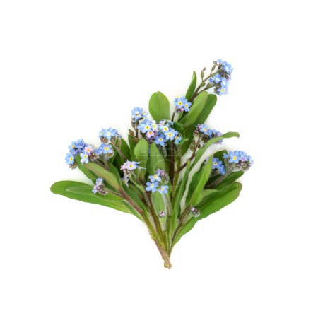 Oubliez-moi Bouquet d'herbes de fleurs non comestibles sur fond blanc. Utilisé en décoration alimentaire et en phytothérapie pour traiter les problèmes pulmonaires et les saignements de nez. Myosotis. Symbole de fidélité.