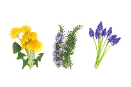 Selección de flores comestibles con diente de león, hierba de romero y jacinto de uva. Alimento para la salud floral para adornar, condimentar y decorar. También se utiliza en la medicina herbal. En blanco.
