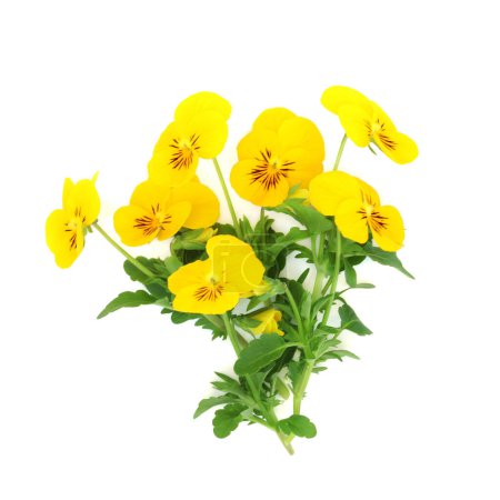 Gelbe Stiefmütterchen-Viola-Blüten auf weißem Hintergrund. Gesundes Essen und Dekoration reich an Vitamin A und C Symbol für Hoffnung und Glück. Viola pedunculata, Kalifornisches Goldviolett.