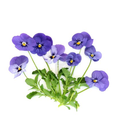Die lila Stiefmütterchen-Blütenpflanze Endurio Blue Face auf weißem Hintergrund. Florale Lebensmitteldekoration und pflanzliche Medizin. Behandelt Schuppen, Wiegekappe, Akne, reinigt Blut, Hauterkrankungen, Schuppenflechte.