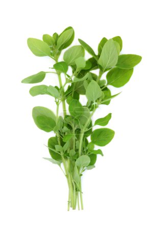 Majoran Kräuterblatt Zweige nervöse Pflanze in der Lebensmittelwürze und Kräutermedizin verwendet. Ist stressabbauend und hat entzündungshemmende, antimikrobielle, schmerzlindernde, antioxidative Eigenschaften. Auf weiß. Origanum
