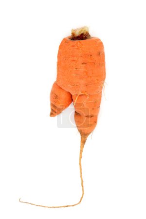 Téléchargez les photos : Légume aux carottes fourchues. Forme tordue causée par un champignon pythium ou un sol rempli de petites roches. Aliments santé riches en fibres, bêta-carotène, vitamine A, K et calcium. - en image libre de droit