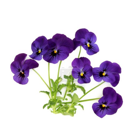 Planta de flores de color púrpura variedad Spring Matrix en blanco. Decoración de alimentos comestibles florales, hierbas medicinales. Trata la caspa, picazón, la cuna, el acné, purifica la sangre, trastornos de la piel, psoriasis.