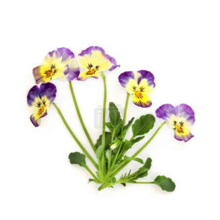 Violet jaune plante à fleurs panachées aurores boréales variété sur fond blanc. Décoration alimentaire florale et phytothérapie. Traite les pellicules, le berceau, l'acné, purifie le sang, les troubles de la peau, le psoriasis.