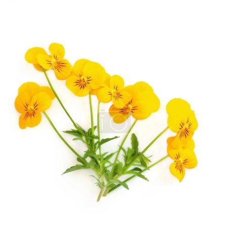 Yellow pansy flower plant Panola XP variety on white background. Floral edible food decoration, herbal medicine. Treats dandruff, itching, cradle cap, acne, purifies blood, skin disorders, psoriasis.