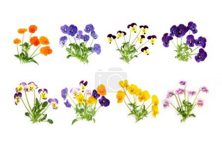 Pansy collection de plantes de fleurs en différentes couleurs sur fond blanc. Utilisé dans la décoration alimentaire florale, la phytothérapie, traite les pellicules, la coiffe du berceau, les troubles de la peau, le psoriasis, l'acné.