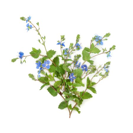 Veronica germander speedwell wild flower  on white. Used in floral food decoration and natural herbal medicine. Treats liver, eczema, sore throats, stomach ulcers, gout, arthritis, rheumatism.
