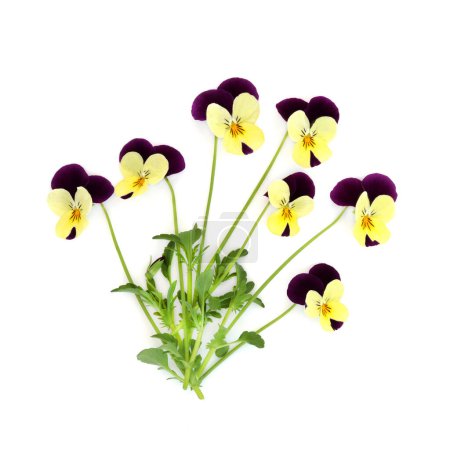 Planta de flores de color amarillo púrpura Panola variedad sobre blanco. Decoración de alimentos comestibles florales, hierbas medicinales. Trata la caspa, picazón, la cuna, el acné, purifica la sangre, trastornos de la piel, psoriasis.