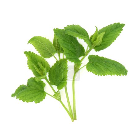 Lemon balm herb plant on white. Used in alternative herbal medicine. Calming herb, reduces stress and anxiety, promotes sleep, improve appetite, aids digestion, bloating, colic. Melissa officinalis