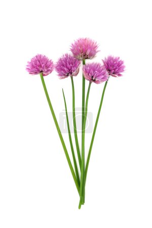 Flores de flores de flor de cebollino en blanco. Se utiliza en la decoración de alimentos y hierbas medicinales naturales. Puede mejorar las funciones de memoria, aumentar la salud del corazón y los huesos, trata gusanos parásitos. Allium schoenoprasum. 