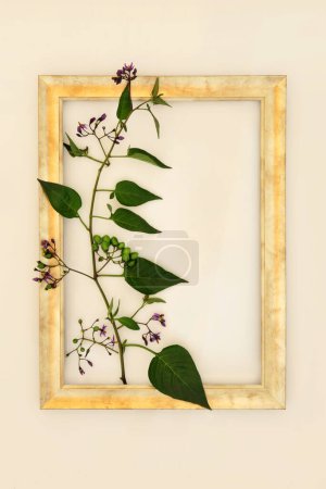 Deadly Nightshade plant with flowers and green berries with gold frame on hemp paper background. Poisonous wildflower also used in alternative herbal medicine remedies. Belladonna.