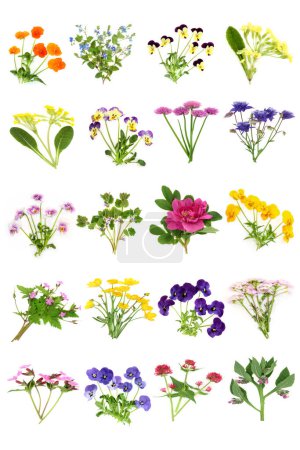 Essbare britische Frühlings- und Sommerblumen große Kollektion. Florale Naturkost zum Garnieren, Würzen und Dekorieren und natürliche alternative Kräutermedizin. Auf weiß.