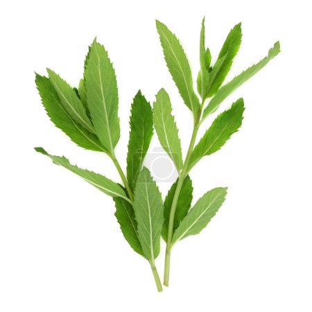Feuilles de plantes à base de menthe verte utilisées en phytothérapie et en assaisonnement alimentaire. Traite le SII, l'indigestion, les symptômes du rhume, soulage le stress, réduit l'anxiété, favorise le sommeil. Sur blanc. Mentha spicata.