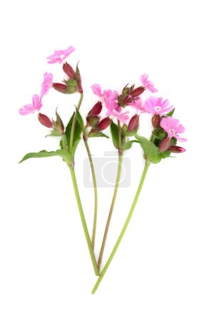 Red campion summer wildflower plant on white. Used in floral food decoration and natural herbal medicine. Treats internal bleeding, kidney disease,  ulcers, warts, digestive disorders, corns, stings. Silene dioica