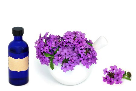 Verveine fleurs d'herbes et aromathérapie bouteille d'huile essentielle utilisée en phytothérapie comme sédatif, traite l'insomnie, la dépression, l'arthrite et les maladies cardiaques. Sur blanc. Verbena bonariensis.