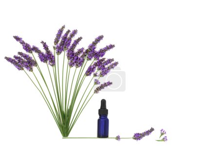 Lavender flower herb. Aromatherapy essential oil used in natural alternative herbal medicine. Healthy adaptogen food eating floral nature design on white background.