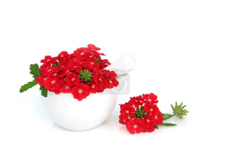 Rotes Eisenkraut Kräuterblüten verwendet alternative Kräutermedizin als Beruhigungsmittel, behandelt Schlaflosigkeit, Depressionen, Arthritis, Herzerkrankungen. Auf weiß. Peruviana endurascape.