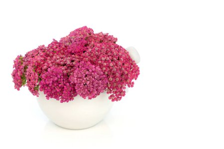 Achillea yarrow herb flower herbal medicine in a porcelain mortar with pestle. Treats hemorrhoids, wounds, bloating, flatulence. Used in food decoration amd seasoning. On white background