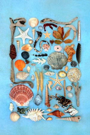 Nature study collage of natural objects with driftwood, seashells, feathers, flora and rocks. Detail collection on mottled blue background.
