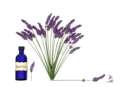 Lavender herb flower aromatherapy essential oil used in natural alternative herbal medicine. Abstract healthy adaptogen food floral nature design on white background.