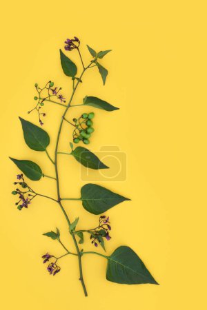 Tödliche Nachtschattenpflanze mit lila Blüten und grünen Beeren auf gelbem Hintergrund. Giftige giftige Wildblume, die auch in Heilmitteln der alternativen Kräutermedizin verwendet wird. Atropa belladonna.