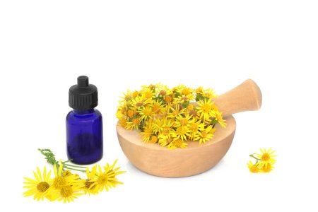 Ragwort flores en un mortero en blanco con botella de aceite esencial. Se utiliza en la medicina natural a base de hierbas para tratar el cólico, reumatismo, períodos dolorosos, síntomas de la menopausia, venenoso para el ganado.