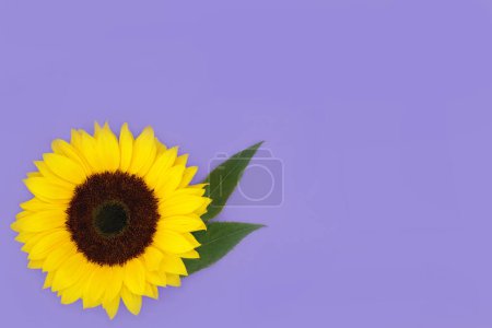 Sunflower flower symbol of summer sunshine on purple background. Healthy seed food, floral nature design for business or greetings card.