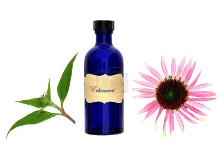 Echinacea tintura medicinal para la tos resfriados y bronquitis remedio con botella, cabeza de flor y ramita de hojas sobre fondo blanco. Medicina herbal alternativa natural.