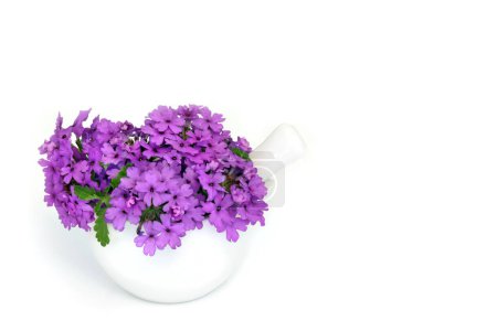 Verbena herb flowers in a mortar used in alternative herbal medicine as a sedative, treats insomnia, depression, arthritis, womens problems and heart conditions. On white. Verbena bonariensis.