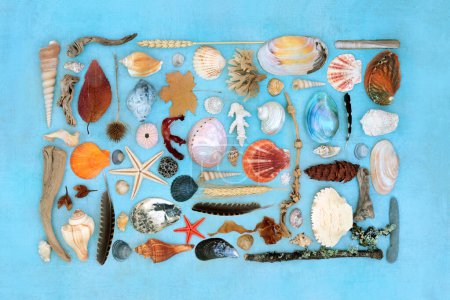 Nature study collage composition of natural objects with driftwood, seashells, feathers, flora, rocks. Detail on blue background