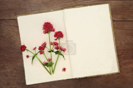 Photo for Red valerian herb flowers with old hemp notebook 0n rustic wood background. Used in old fashioned perfume making. Valeriana. - Royalty Free Image