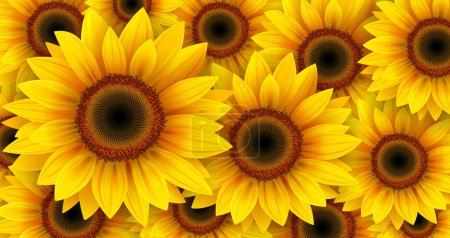 Sonnenblumen Hintergrund, viele gelbe Blumen Muster Tapete, Sommer Blumen Vektor Illustration.