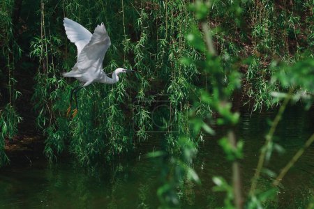 Photo for Little Egret (Egretta Garzetta) Flying Above The River in Spring Time - Royalty Free Image