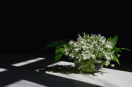 Photo for White flowers of Ornithogalum umbellatum or Star of Bethlehem in vase - Royalty Free Image