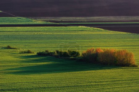 Photo for Beautiful sunset over green field and shadows in spring time - Royalty Free Image