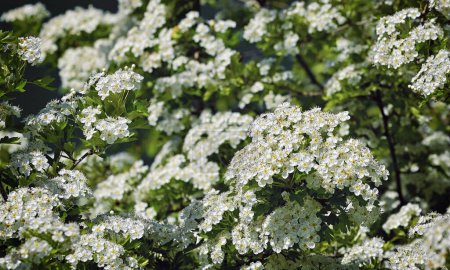 Photo for Hawthorn, Crataegus Monogyna In Spring. White Inflorescences - Royalty Free Image