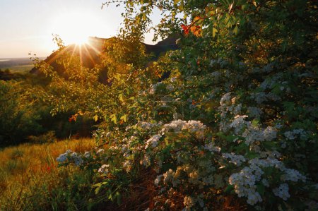 Téléchargez les photos : Aubépine, Crataegus Monogyna Au printemps de montagne au coucher du soleil - en image libre de droit