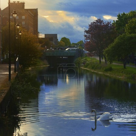 Photo for Single swan swim in the city. Grand Canal, Dublin Ireland at Sunset - Royalty Free Image