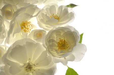Téléchargez les photos : Gros plan Roses blanches sauvages fraîches sur fond blanc - en image libre de droit