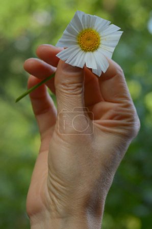 Photo for Abstract Oxeye Daisy. Leucanthemum Vulgare With Square Petals - Royalty Free Image