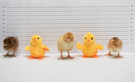 Photo for Conceptual Real and Toy Chicken Posing For Mug Shot At Police Station - Royalty Free Image