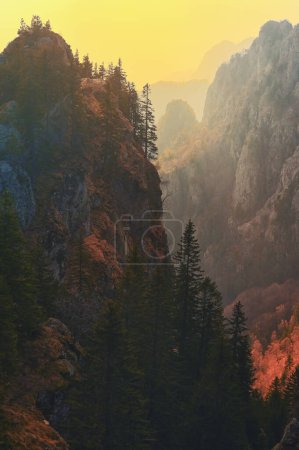 Photo for Pine trees on Peaks in Fagaras mountains, Romania at Sunset - Royalty Free Image