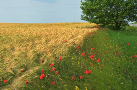Téléchargez les photos : Fleurs de coquelicot rouge coloré sur le terrain en été - en image libre de droit
