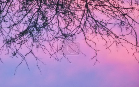 Téléchargez les photos : Gros plan ciel coloré abstrait avec des branches d'arbre - en image libre de droit