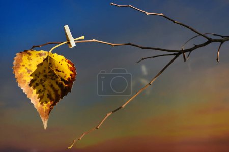 Téléchargez les photos : Résumé Une feuille jaune accrochée à un arbre avec une pince à linge - en image libre de droit
