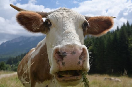 Photo for Cow head wide angle closeup in nature - Royalty Free Image
