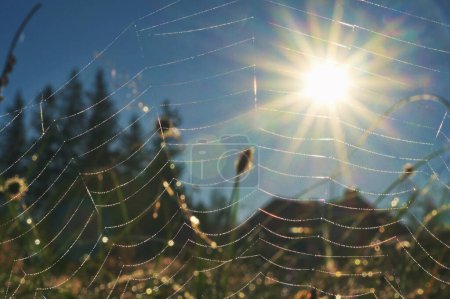 Téléchargez les photos : Soleil brille à travers une toile d'araignée, gros plan. - en image libre de droit