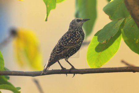 Photo for Closeup Single Starling on branch - Royalty Free Image